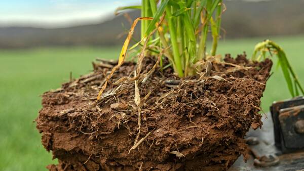 Slow but solid sale result for auction of SA farmland at Tothill Creek