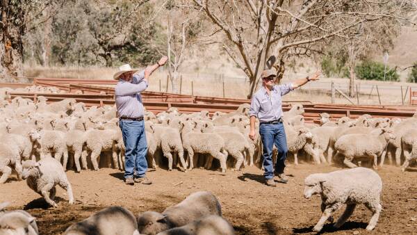 Prepare for dizzy heights: lamb hits lull before climb to $13.50 in 2026